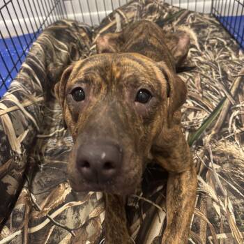 Pit Bull Terrier Dogs Available for Adoption - Moonwalk | PetCurious