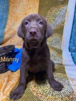 Labrador Retriever Dogs Available for Adoption - Manny | PetCurious