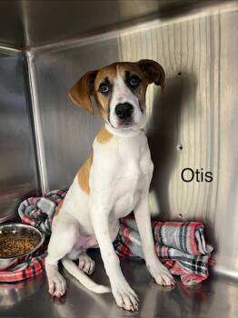 Rescue Hound Dogs for Adoption in Knoxville, Tennessee - Otis | PetCurious