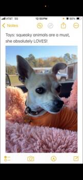 Khloe -  Chihuahua and Rat Terrier Dog for Adoption in Garland, Texas - Khloe | PetCurious