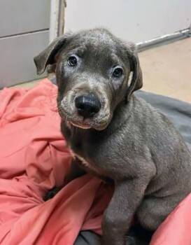Mixed Breed Dogs Available for Adoption in Nashville, Tennessee - Jingleheimer | PetCurious