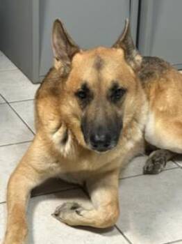 Eddie -  German Shepherd Dog Dog for Adoption in Lake Wylie, South Carolina - Eddie | PetCurious