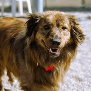 Australian Shepherd Dogs Available for Adoption in Cincinnati, Ohio - Sydney | PetCurious