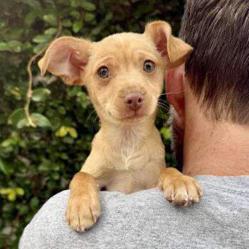 Chihuahua Dogs Available for Adoption - Rosie - *Available 2/28* Costa Mesa Location | PetCurious