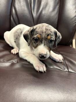 Pit Bull Terrier and Australian Shepherd Dogs Available for Adoption - Turtle Soup | PetCurious