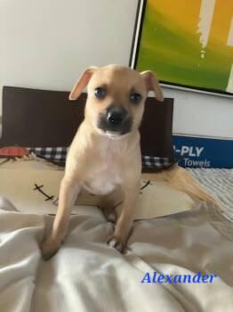Alexander -  Chihuahua and Pit Bull Terrier Dog for Adoption in Sedalia, Colorado - Alexander | PetCurious
