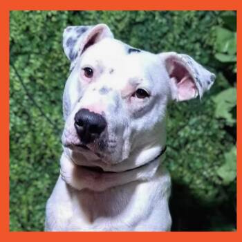 Pit Bull Terrier Dogs Available for Adoption in San Francisco, California - Gannicus | PetCurious
