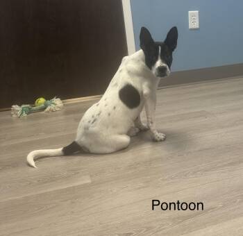 Pontoon -  Akita Dog for Adoption in Ulster, Pennsylvania - Pontoon | PetCurious