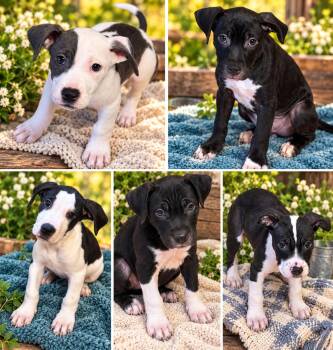 Puppies in need -  Pit Bull Terrier and Labrador Retriever Dog for Adoption in Chickamauga, Georgia - Puppies In Need | PetCurious