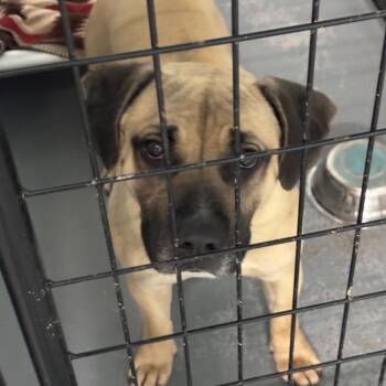 Terrier Dogs Available for Adoption in St. Louis, Missouri - Buldak | PetCurious