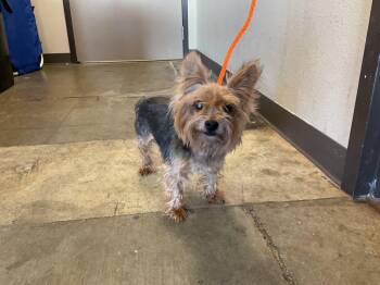 SLICK -  Yorkshire Terrier Dog for Adoption in Ontario, California - SLICK | PetCurious