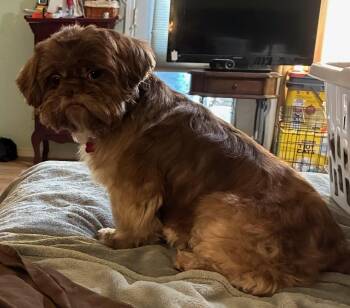 Bryce -  Shih Tzu Dog for Adoption in Garland, Texas - Bryce | PetCurious