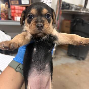 Adelaide A2 -  Mixed Breed Dog for Adoption in Edinburg, Texas - Adelaide A2 | PetCurious