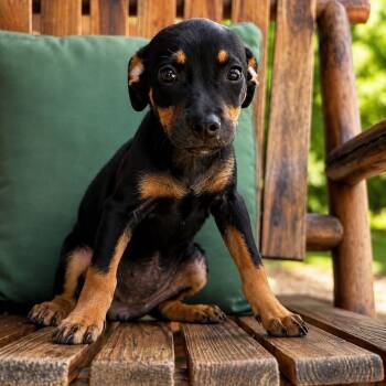 Alma -  Dachshund Dog for Adoption in Glocester, Rhode Island - Alma | PetCurious