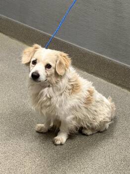 WINSTON -  Welsh Springer Spaniel Dog for Adoption in Las Vegas, Nevada - WINSTON | PetCurious