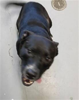 JUMPER -  Pit Bull Terrier Dog for Adoption in Corpus Christi, Texas - JUMPER | PetCurious