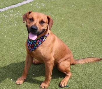 Rover -  Mixed Breed Dog for Adoption in Athens, Georgia - Rover | PetCurious