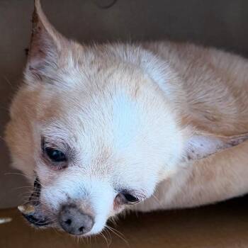 Chihuahua Dogs Available for Adoption in Apple Valley, California - Grandpa | PetCurious
