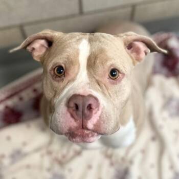 Pit Bull Terrier Dogs Available for Adoption - Hearts | PetCurious