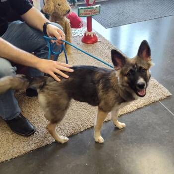 Dutch Shepherd Dogs Available for Adoption - Shelby | PetCurious