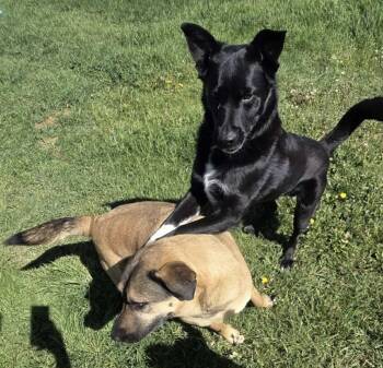 Rescue Mixed Breed Dogs for Adoption in Polson, Montana - Boe - Courtesy Listing See Info | PetCurious