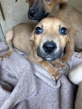 Pit Bull Terrier and Mixed Breed Dogs Available for Adoption in Oklahoma City, Oklahoma - A475313 | PetCurious