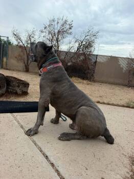 Maximus -  Mastiff Dog for Adoption in Glendale, Arizona - Maximus | PetCurious