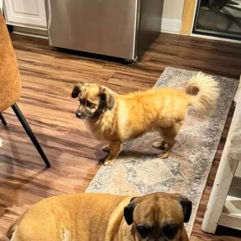Buddy -  Pomeranian Dog for Adoption in La Grange, Kentucky - Buddy | PetCurious
