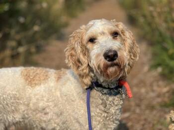 Puddles -  Standard Poodle Dog for Adoption in Portland, Oregon - Puddles | PetCurious