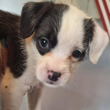 Hammock -  French Bulldog and Sheep Dog Dog for Adoption in East St. Louis, Illinois - Hammock | PetCurious