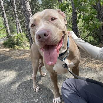 American Bully Dogs Available for Adoption in Lakehead, California - Adidas  | PetCurious