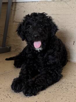 Bella -  Goldendoodle Dog for Sale in St. Augustine, Florida - Bella | PetCurious