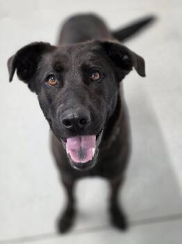 Molly -  Black Labrador Retriever and Border Collie Dog for Adoption in Shelby, Michigan - Molly | PetCurious
