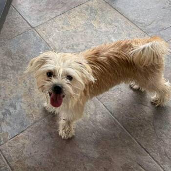 Crimson (part of a bonded pair) -  Maltese and Terrier Dog for Adoption in Homer Glen, Illinois - Crimson (part Of A Bonded Pair) | PetCurious