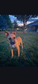 Zena -  Boxer Dog for Adoption in Millcreek, Utah - Zena | PetCurious