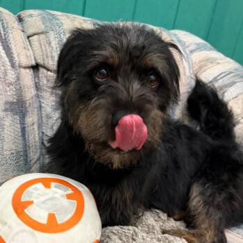 Venellope -  Terrier Dog for Adoption in Chico, California - Venellope | PetCurious
