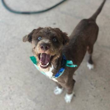 Terrier and Mixed Breed Dogs Available for Adoption in Cumming, Georgia - Oleander 22243 | PetCurious