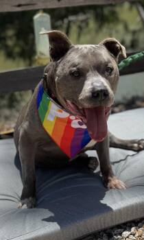Rescue American Staffordshire Terrier Dogs for Adoption in Napa, California - Eugene | PetCurious