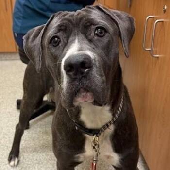 Rescue Cane Corso and Great Dane Dogs for Adoption in Manchester, Pennsylvania - Bella | PetCurious