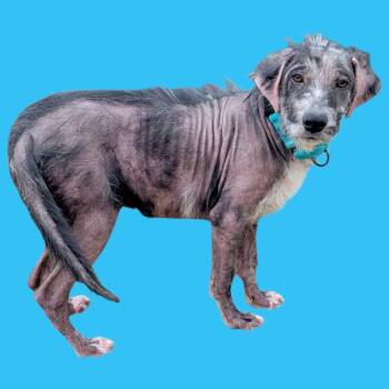 Rescue Mixed Breed Dogs for Adoption in Clarksville, Tennessee - Pumbaa | PetCurious