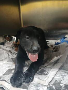 Buzz -  Mixed Breed and Labrador Retriever Dog for Adoption in Jackson, Tennessee - Buzz | PetCurious