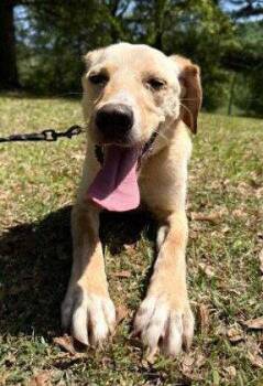 Coosa -  Labrador Retriever and Vizsla Dog for Adoption in Attalla, Alabama - Coosa | PetCurious