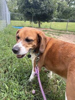 Tiana -  Whippet and Beagle Dog for Adoption in Kalamazoo, Michigan - Tiana | PetCurious
