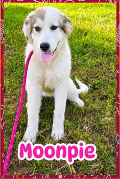 Moonpie -  Great Pyrenees Dog for Adoption in Ringwood, New Jersey - Moonpie | PetCurious