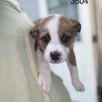 BAJA 3504 -  Mixed Breed Dog for Adoption in Loxahatchee Groves, Florida - BAJA 3504 | PetCurious