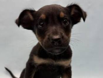 Pebble -  Labrador Retriever and Mixed Breed Dog for Adoption in Golden Valley, Minnesota - Pebble | PetCurious