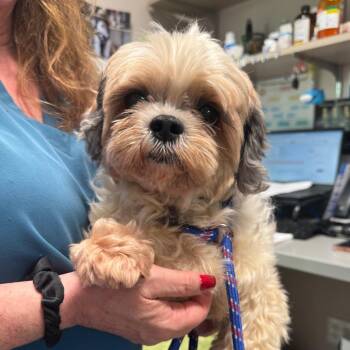 Tadhgin(Timothy) -  Shih Tzu Dog for Adoption in Englewood, Florida - Tadhgin(Timothy) | PetCurious