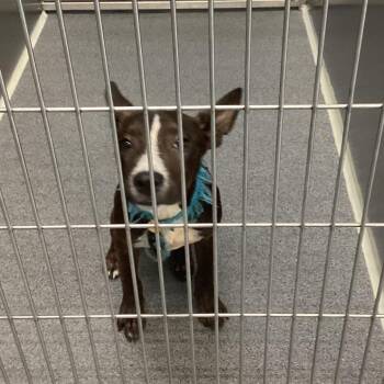 Chanty -  Terrier Dog for Adoption in Montgomery, Alabama - Chanty | PetCurious