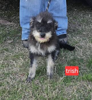 Schnauzer Dogs Available for Adoption - Trish | PetCurious