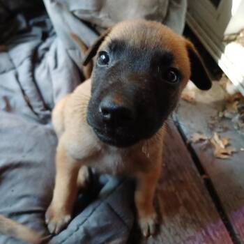 RadBod Mikey D12063 -  Dutch Shepherd and Belgian Shepherd Malinois Dog for Adoption - RadBod Mikey D12063 | PetCurious